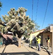 Person using pole saw to trim Joshua tree under powerlines