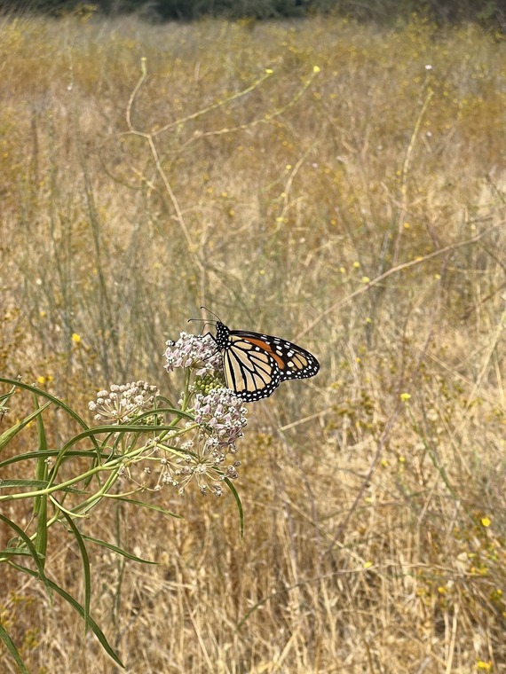 Malibu Creek SP_monarch