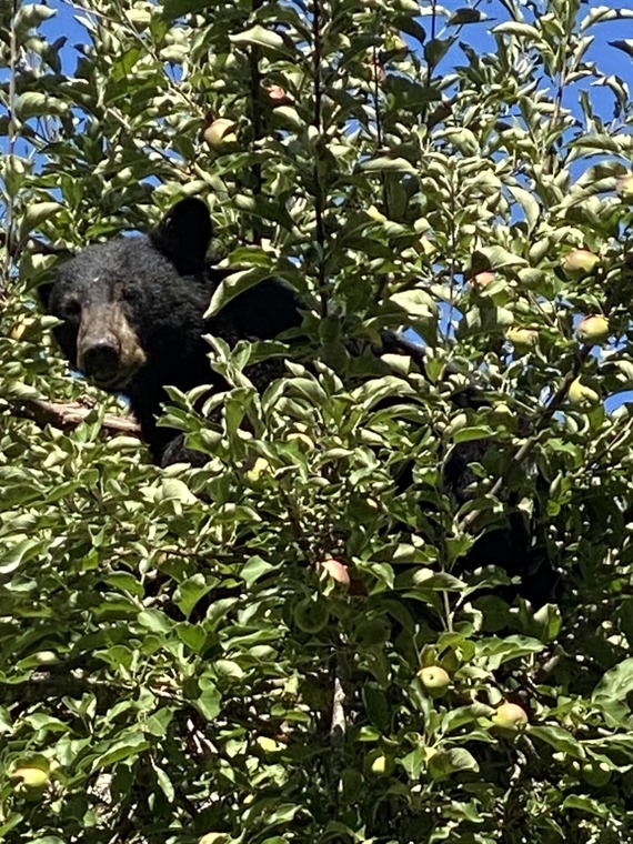 Humboldt Redwoods SP (Black bear on tree)