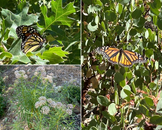Castle Crags SP (monarch butterflies collage)