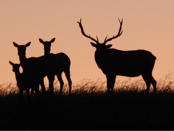 Pacheco State Park Tule Elk family