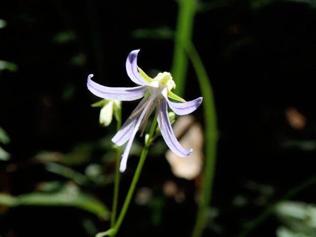 California Harebell from Jedediah Smith Redwoods State Park