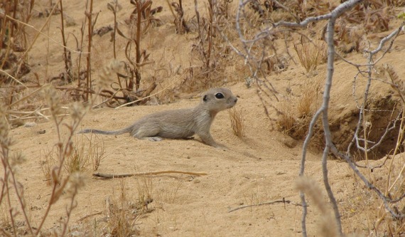 photo of Mohave ground squirrel juvenile, a small tan squirrel standing in sandy soil near its burrow with desert plants around