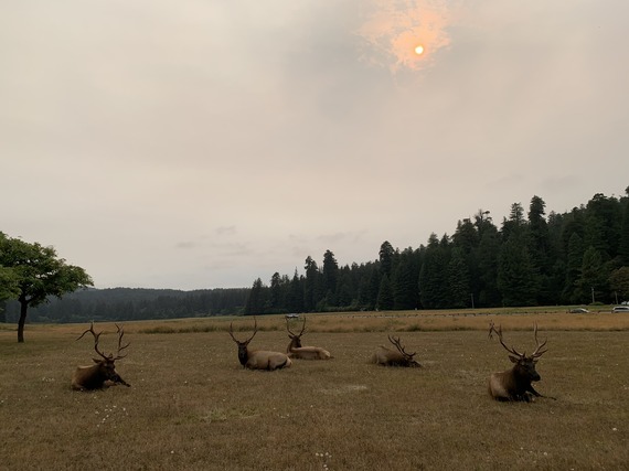 Prairie Creek Redwoods SP (roosevelt elk)
