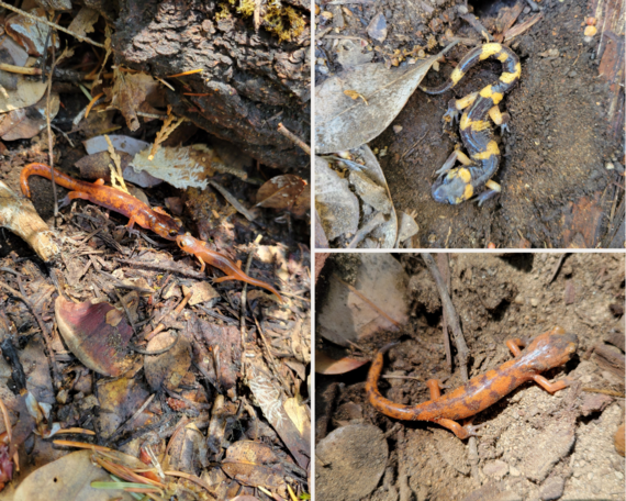 Palomar Mountain SP (Ensatina Salamanders collage)