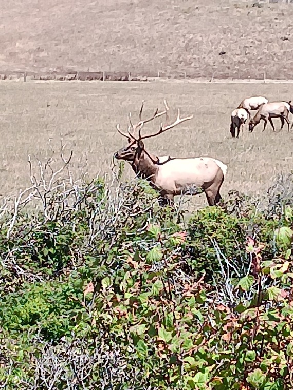 San Simeon SP (Elk herd postcard)