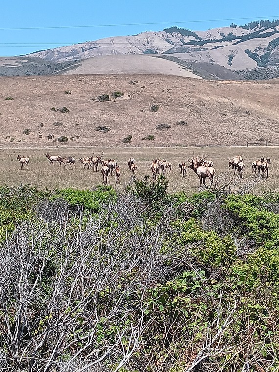 San Simeon SP (Elk herd 2 postcard)