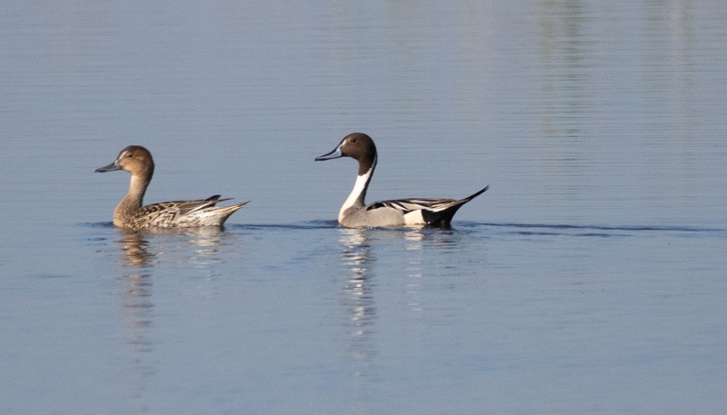 A pair of pintail, male and female, swim in a wetland pond.