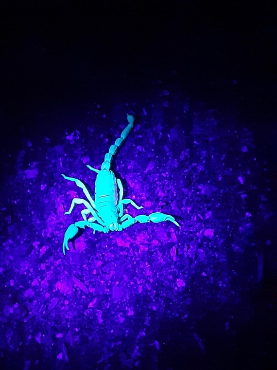 Portola Redwoods SP_scorpion under UV light