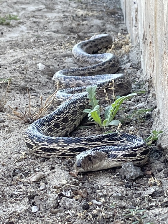San Elijo SB campground_gopher snake