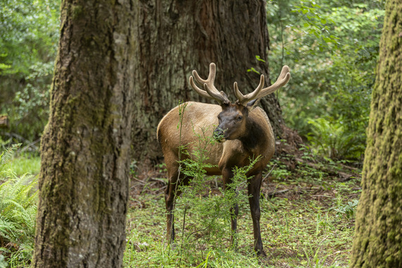 Prairie Creek Redwoods SP (roosevelt elk)