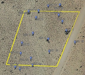 Aerial map with western Joshua trees identified and labeled in and around a project area with its boundary marked by a yellow polygon.