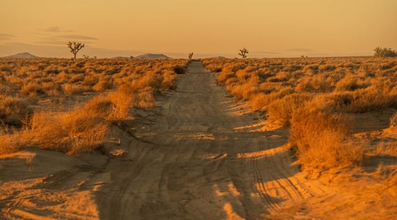 Dirt road heading into open desert with small shrubs and a Joshua trees. Adobe Stock #479497276