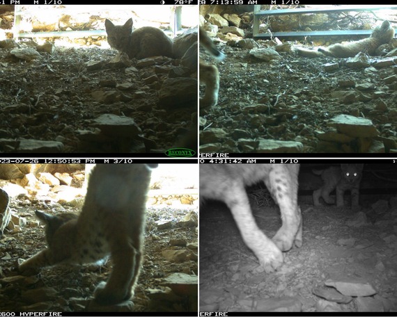 Providence Mountains SRA (bobcat kittens collage)