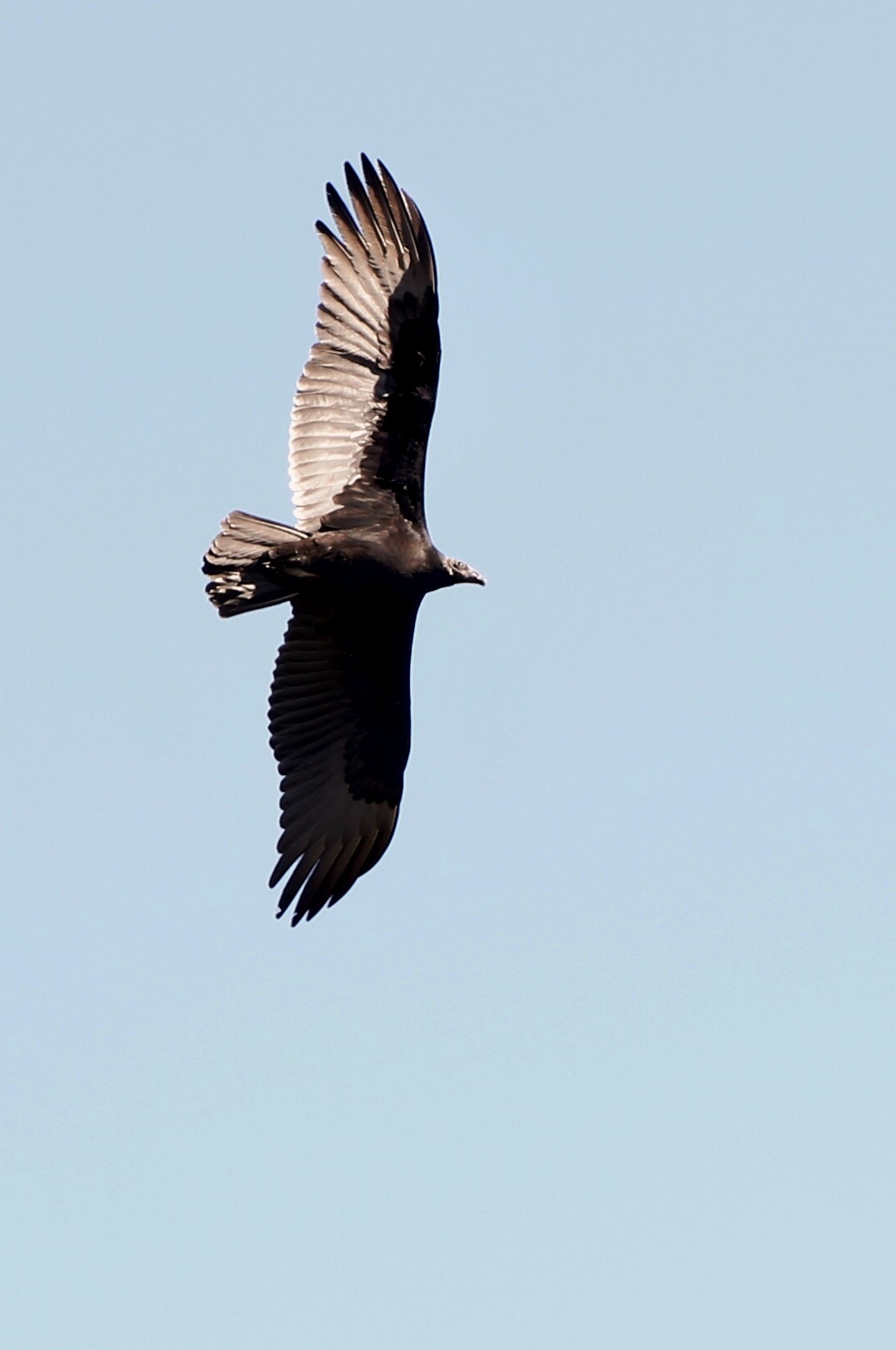 Cuyamaca Rancho SP_immature turkey vulture