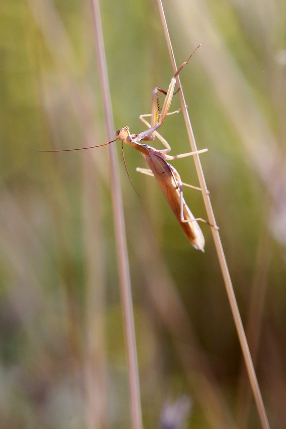 Cuyamaca Rancho SP_praying mantis