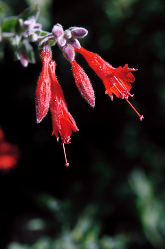 California fuchsia
