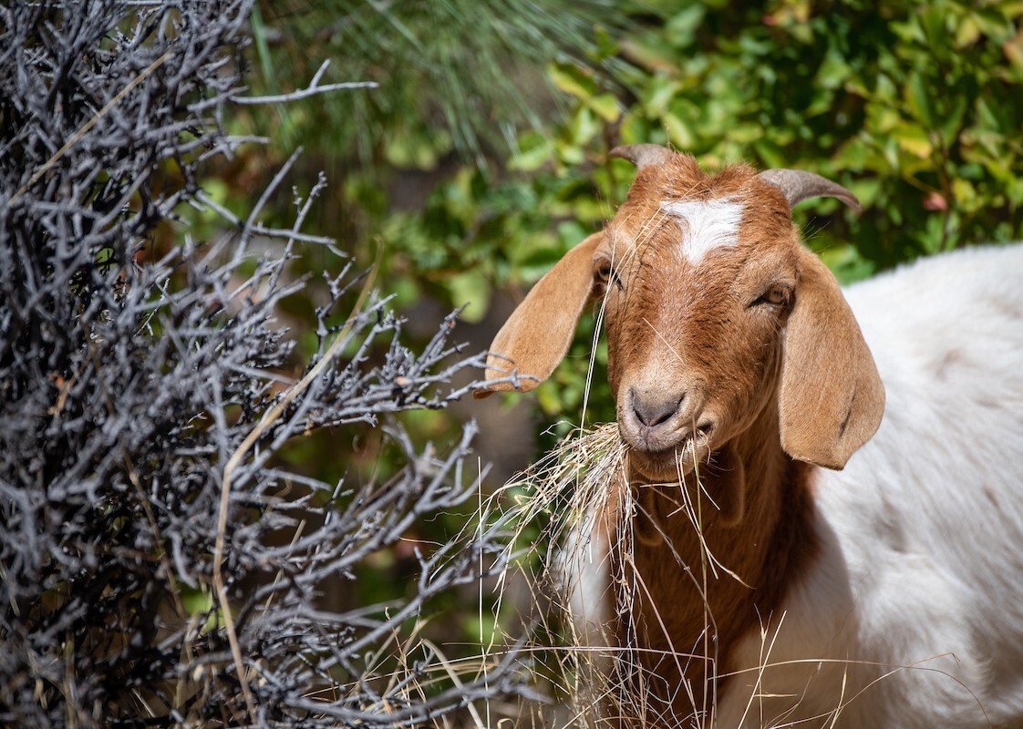 goat grazing from Reclamation release