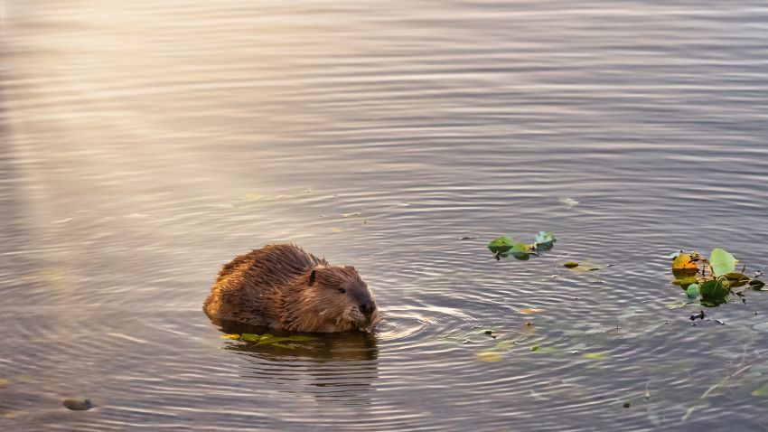 beaver in water