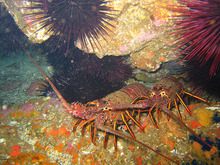 California spiny lobsters emerge from a rocky crevice