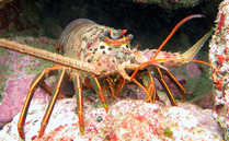 California spiny lobster. photo by A. Maguire