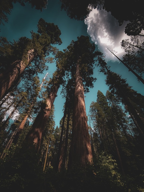 CalaverasBigTreesSP (giant sequoias)