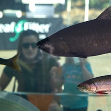 Two people look at a tank with species fish found in the Feather River at the Feather River Fish Hatchery during the Oroville Salmon Festival