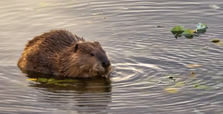 Photograph of beaver in the water