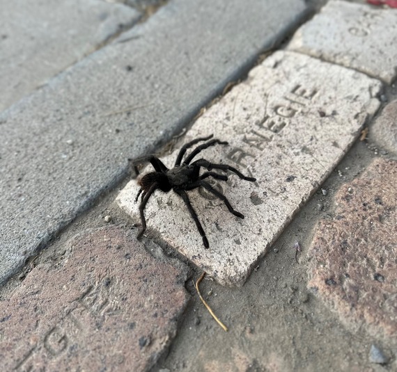 Carnegie SVRA (tarantula)