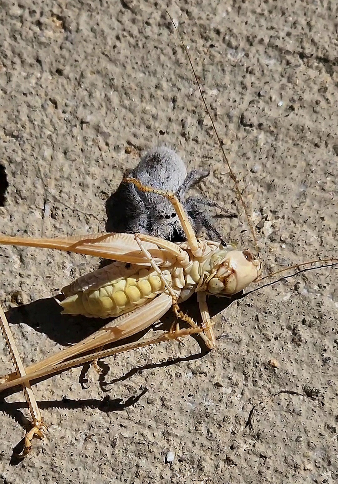 Antelope Valley CA Poppy Reserve