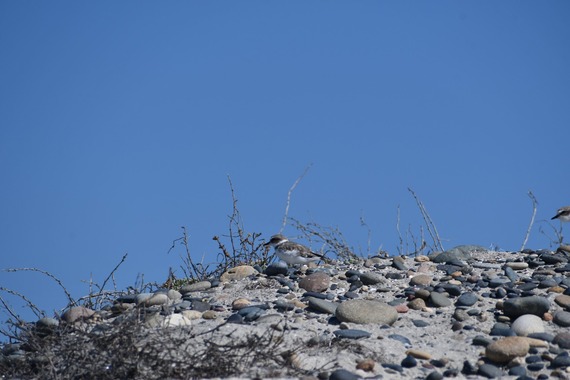 Western snowy plover at Cardiff SB. Photo from Aly Velloze, Southern Services Center.