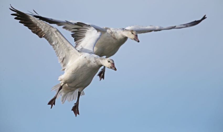 ducks flying at Yolo Bypass Wildlife Area