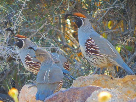 Providence Mountains SRA (quails)
