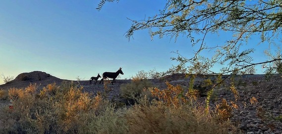 Picacho SRA (wild burros)