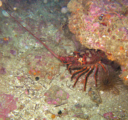 California spiny lobster