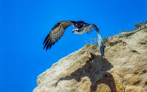 Torrey Pines SNR_osprey