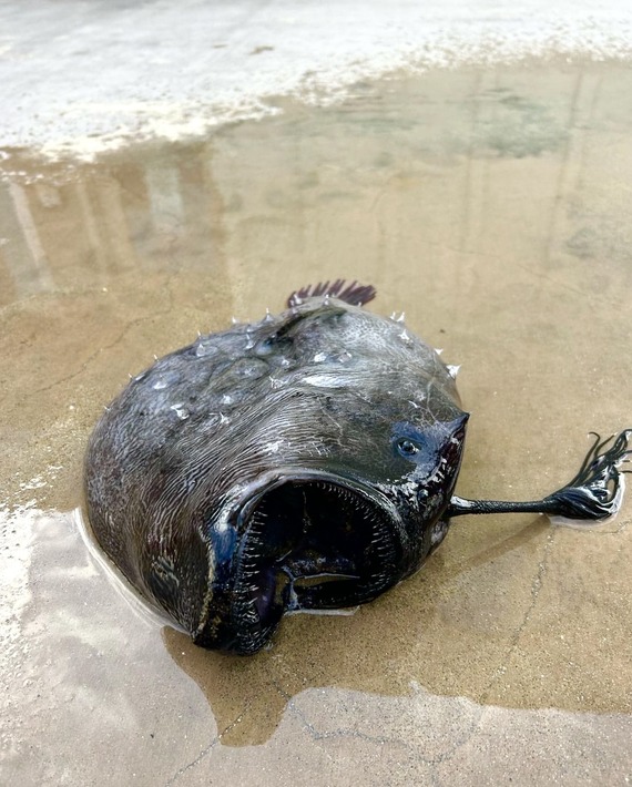 Football fish at Crystal Cove SP