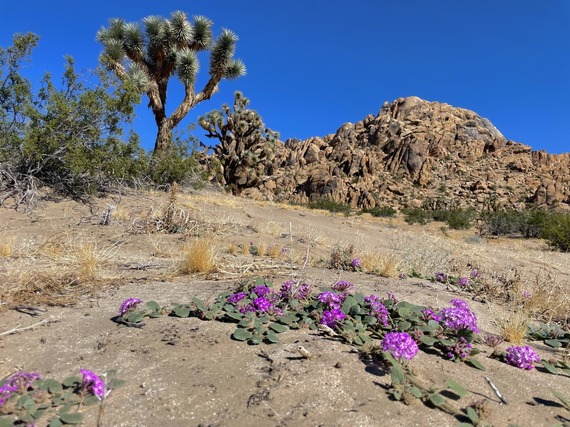 Antelop Valley Indian Museum_sand verbena