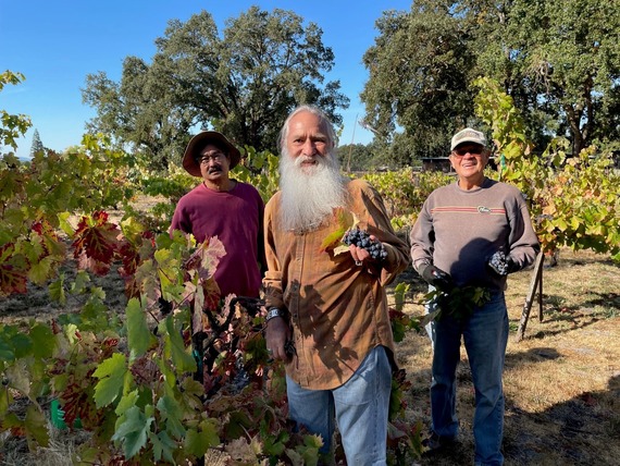 Sonoma SHP grape harvest volunteers