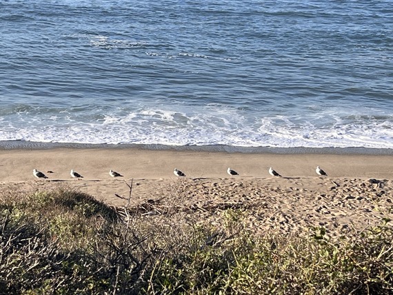 Point Mugu SP (seagulls)