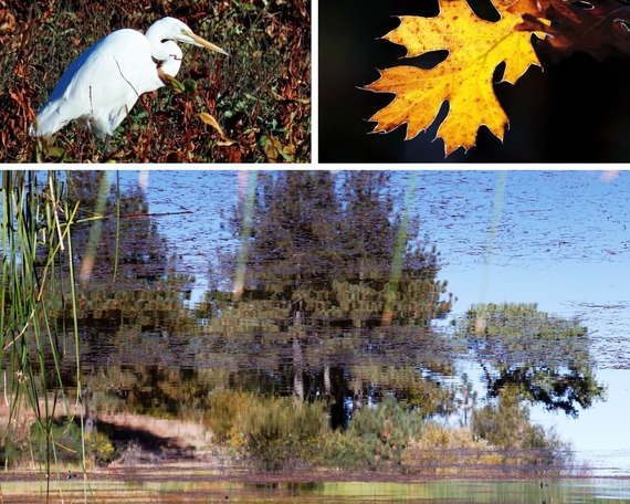 Cuyamaca Rancho SP (collage)