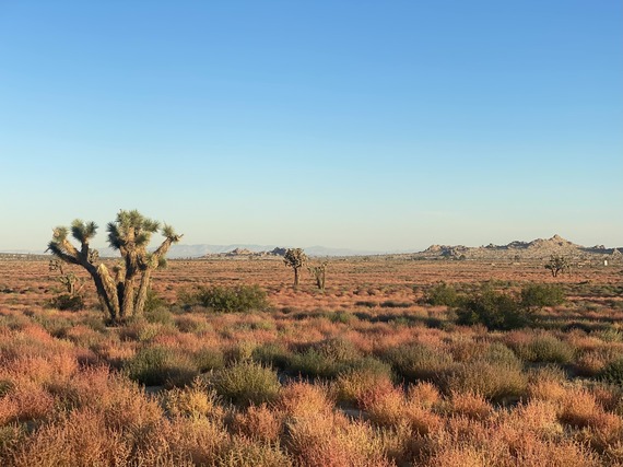 Antelope Valley Indian Museum SHP (fall desert colors)