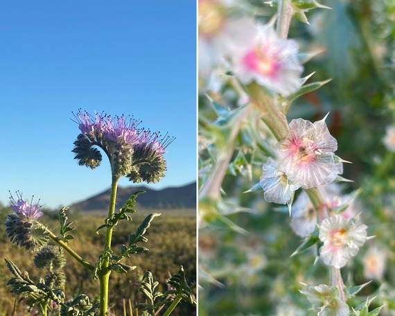 Saddleback Buttes SP (flower collage)