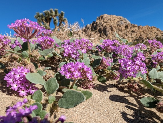 Antelope Valley Indian Museum (sand verbena)