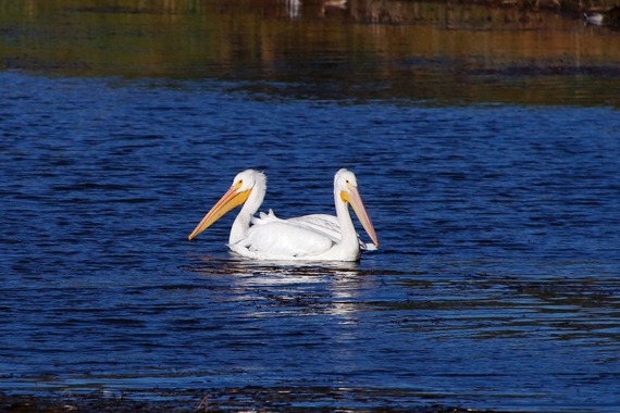 Cuyamaca Rancho SP_white pelicans