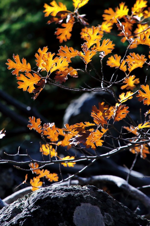 Cuyamaca Rancho SP_black oak leaves