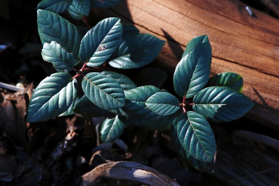 Cuyamaca Rancho SP_coffee berry leaves next to cedar incense 