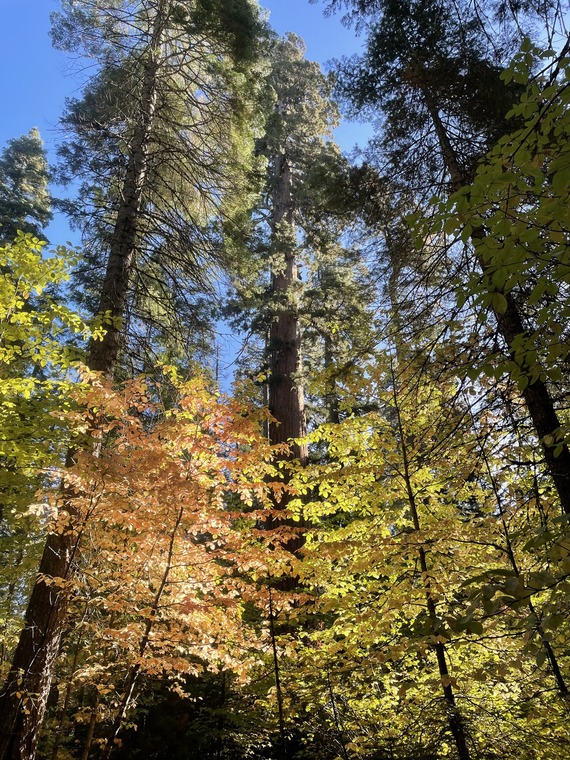 Calaveras Big Trees SP_South Grove dogwood fall colors and giant sequoias