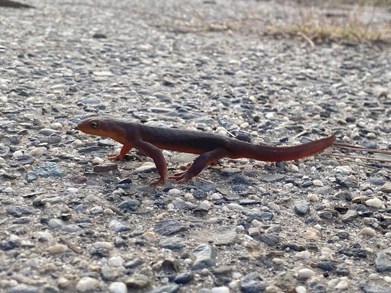 Lake Oroville SRA_newt crosses boat ramp