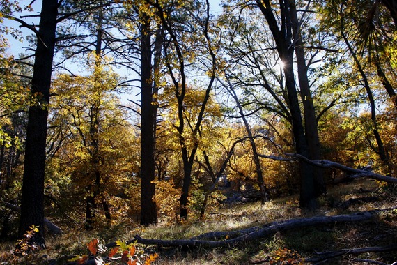 Cuyamaca Rancho SP_mixed confer forest by Stonewall Mine 